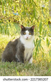 Gray And White Cat Sitting In Grass In The Shade Of A Willow Tree, Back Lit By Evening Sun