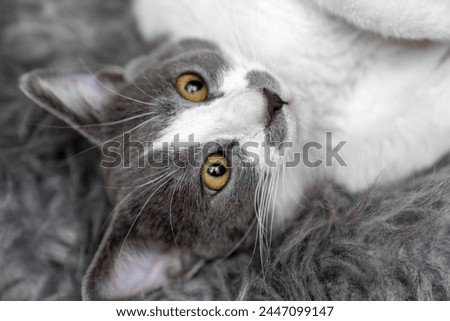a gray and white cat cat sleeping, resting, relaxing on top of a furry rug. A cat lying on a furry blanket. Cat sleep calm and relax. sleep calm and relax. muzzle of a sleeping. Pets friendly and care