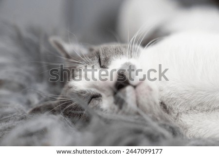 a gray and white cat cat sleeping, resting, relaxing on top of a furry rug. A cat lying on a furry blanket. Cat sleep calm and relax. sleep calm and relax. muzzle of a sleeping. Pets friendly and care