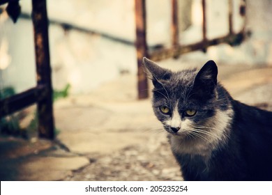 12,945 Lost cats Images, Stock Photos & Vectors | Shutterstock