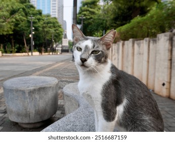 Gray and white colored stray wild cat isolated on outdoor park stone bench chair and sidewalk environment background. - Powered by Shutterstock