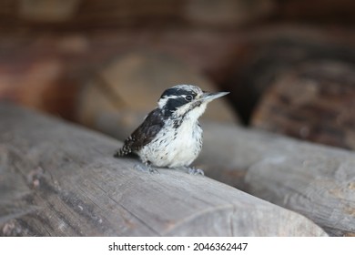 Gray And White Cuckoo Chick