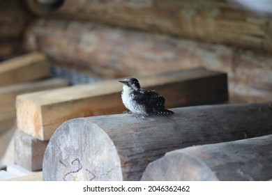 Gray And White Cuckoo Chick