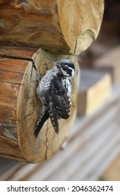 Gray And White Cuckoo Chick