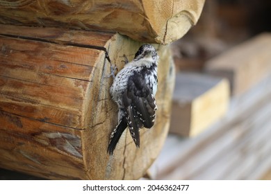 Gray And White Cuckoo Chick