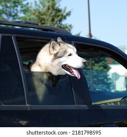 A gray and white dog looking out of a vehicle window. Northern Illinois, USA.
 - Shutterstock ID 2181798595
