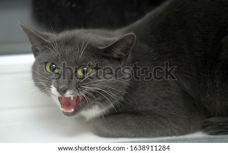 gray and white domestic cat is afraid, hisses aggressively