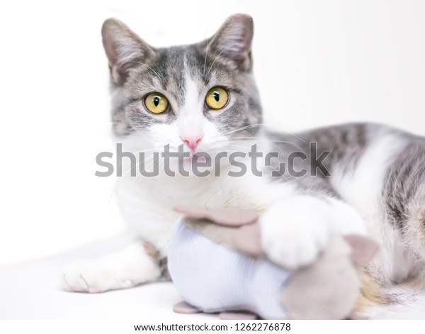 Gray White Domestic Shorthair Cat Ear Stock Photo Edit Now
