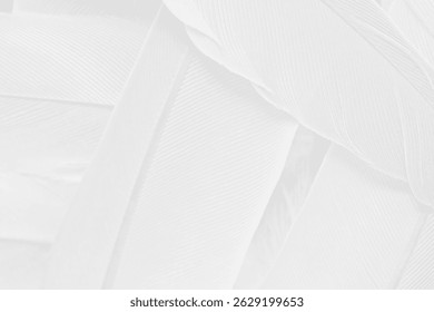 Gray white feather wooly pattern texture background