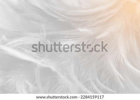 Gray white feather wooly pattern texture background