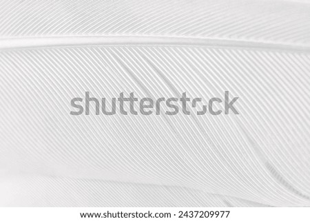 Gray white feather wooly pattern texture background