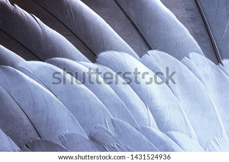 Gray and white feathers on the wing of common wood pigeon (Columba palumbus) close-up. Diagonal pattern of bird feathers as a background and texture.