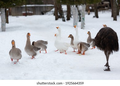 Gray And White Geese Walk In The Snow At The Farm. Beautiful Bird.