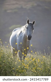 Gray white horse in meadow, American wild mustang
