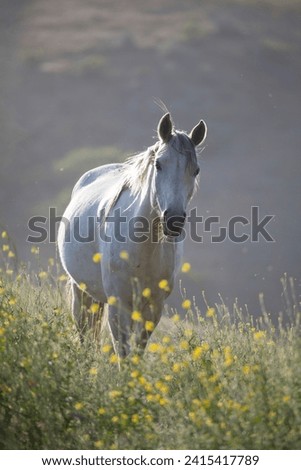 Gray white horse in meadow, American wild mustang