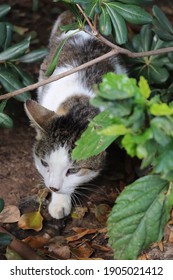 Gray And White Isolated Cute Street Cat Hiding In A Bush. Green Plants And Leaves. Closeup. High Angle Shot.