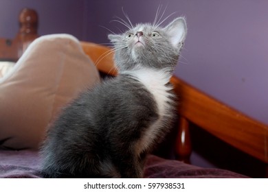 GRAY AND WHITE KITTEN