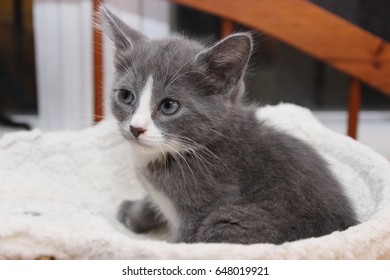 GRAY AND WHITE KITTEN