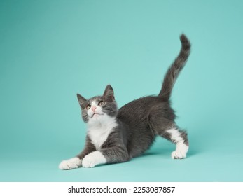 gray and white kitten play on a mint background. young cute cat in the studio - Shutterstock ID 2253087857