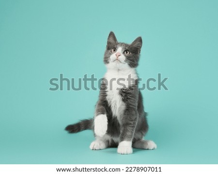 gray and white kitten play on a mint background. young cute cat in the studio