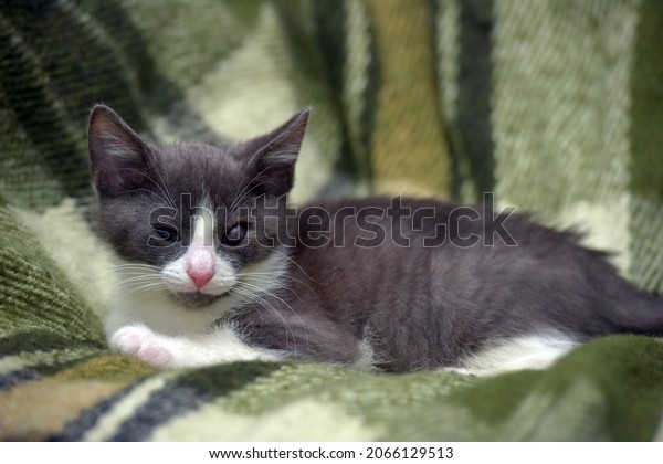 gray and white kitten\
with a sore eye