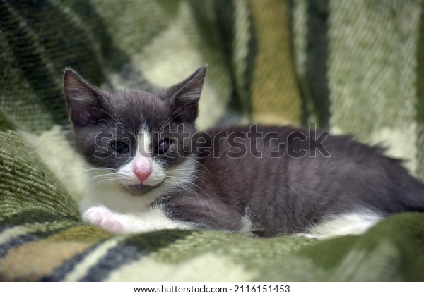 gray and white kitten\
with a sore eye