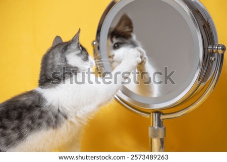 gray and white kitten touching a makeup mirror with its paw on yellow background