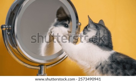 gray and white kitten touching a makeup mirror with its paw on yellow background