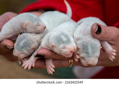 Gray And White Mink Puppies