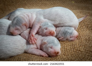 Gray And White Mink Puppies