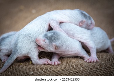 Gray And White Mink Puppies