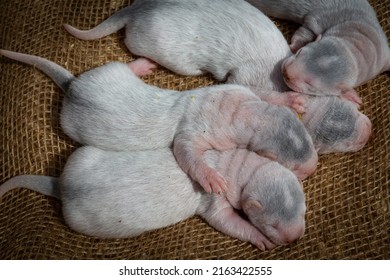 Gray And White Mink Puppies