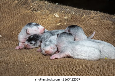 Gray And White Mink Puppies