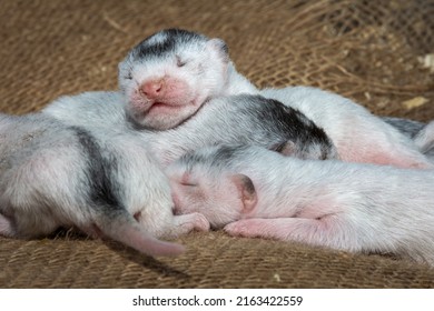 Gray And White Mink Puppies