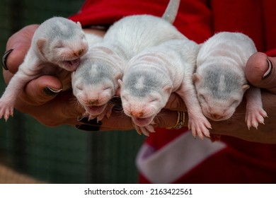 Gray And White Mink Puppies