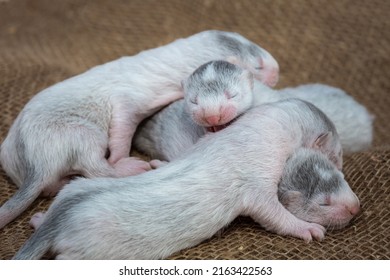 Gray And White Mink Puppies