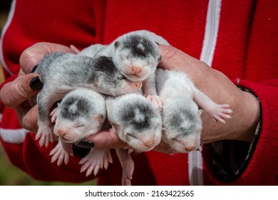 Gray And White Mink Puppies