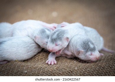 Gray And White Mink Puppies