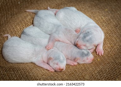 Gray And White Mink Puppies