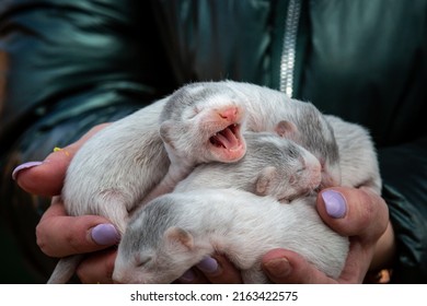 Gray And White Mink Puppies