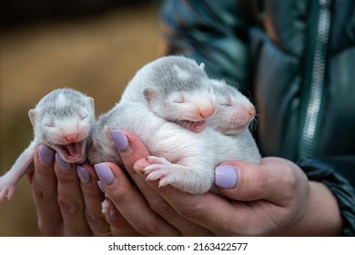 Gray And White Mink Puppies