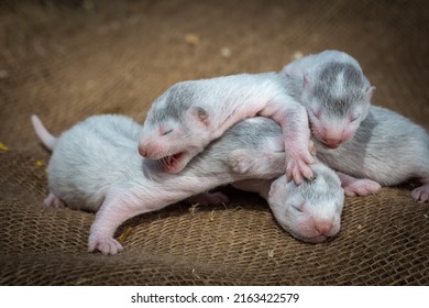 Gray And White Mink Puppies