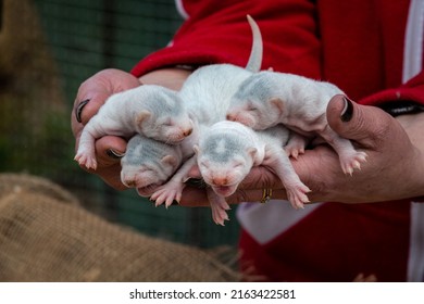 Gray And White Mink Puppies