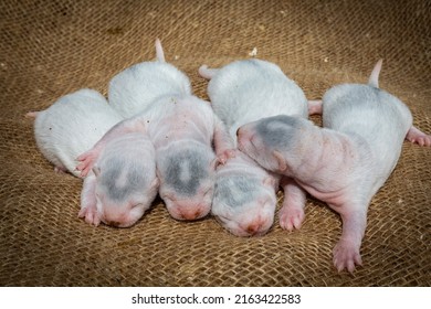 Gray And White Mink Puppies