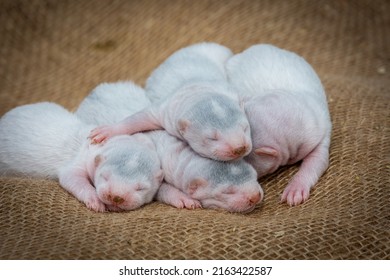 Gray And White Mink Puppies