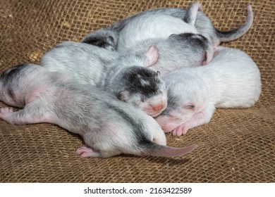 Gray And White Mink Puppies