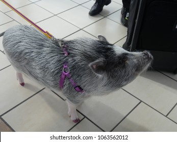 Gray And White Pig Looking Up From The Tiled Floor Of An Airport. The Pig Is Used As A Service Animal By A Passenger.