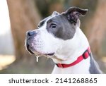 A gray and white Pit Bull Terrier mixed breed dog drooling