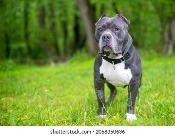 A gray and white Pit Bull Terrier mixed breed dog with short cropped ears