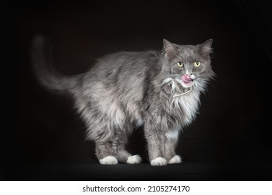 Gray And White Shaggy Outbred Cat Smack It's Lips On A Black Background